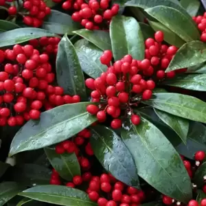 Skimmia japonica subsp. reevesiana (M/F)